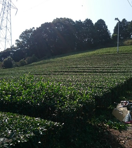 ならしをしました。 ならしをしました。
