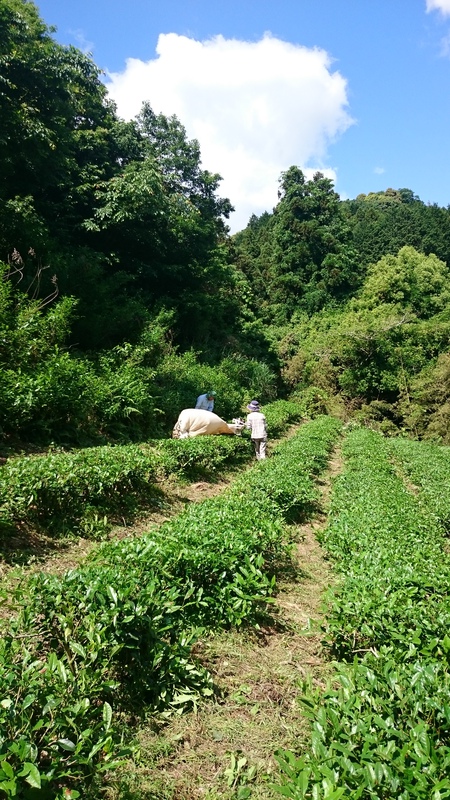 一番茶最後のお茶刈りをしました。 一番茶最後のお茶刈りをしました。
