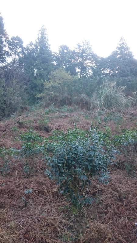 榛原にある畑の草取りをしました。 榛原にある畑の草取りをしました。
