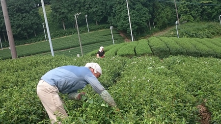 ボランティアさんと草取りをしています。 ボランティアさんと草取りをしています。