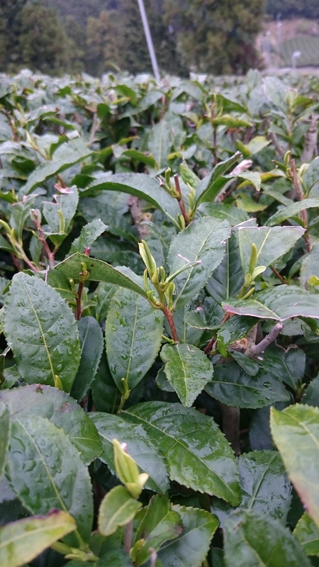 お茶の芽が少しずつ伸びています。 お茶の芽が少しずつ伸びています。