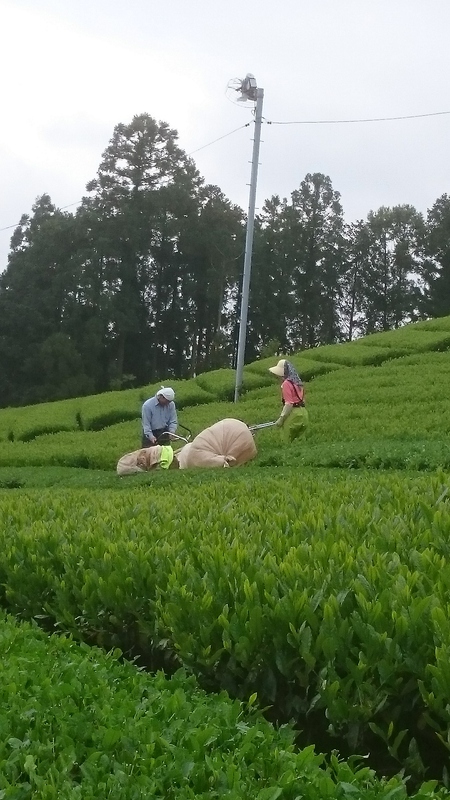 お茶刈りをして、お茶を揉んでいます。 お茶刈りをして、お茶を揉んでいます。