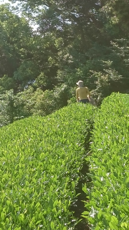 まるごと茶用のお茶を収穫しました。 まるごと茶用のお茶を収穫しました。
