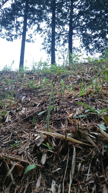 お茶の芽も伸びています。 お茶の芽も伸びています。