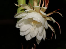 ★植物の生き方に学ぶ③★