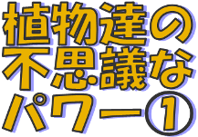 ★植物達のパワーに学ぶ①★