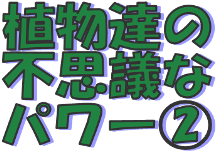 ★植物達のパワーに学ぶ②★