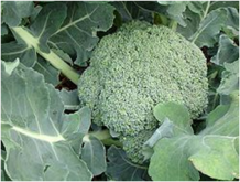 ★植物達のパワーに学ぶ②★
