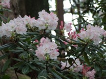 ★毒を持つ植物①★ ★毒を持つ植物①★