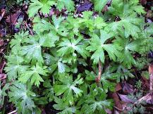 ★毒を持つ植物①★ ★毒を持つ植物①★