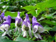 ★毒を持つ植物①★ ★毒を持つ植物①★