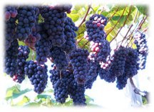 ★植物の紫外線対策④★ ★植物の紫外線対策④★