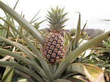 ★乾燥地で生きる植物の戦略★ ★乾燥地で生きる植物の戦略★