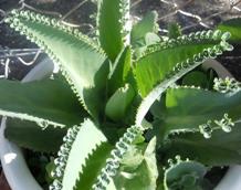 ★乾燥地で生きる植物の戦略★ ★乾燥地で生きる植物の戦略★