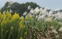 ★独り勝ちなしの植物界★ ★独り勝ちなしの植物界★