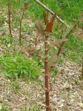 ★独り勝ちなしの植物界★ ★独り勝ちなしの植物界★