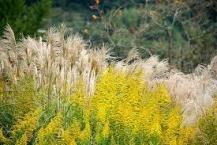 ★独り勝ちなしの植物界★ ★独り勝ちなしの植物界★