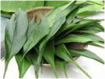 ★お寿司を守る植物②★ ★お寿司を守る植物②★
