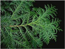 ★お寿司を守る植物②★ ★お寿司を守る植物②★