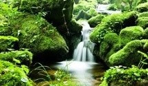 ★コケはともだち①★ ★コケはともだち①★