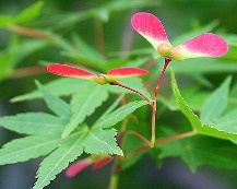 ★イロハモミジ・花は咲く★ ★イロハモミジ・花は咲く★