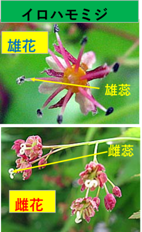 ★イロハモミジ・花は咲く★ ★イロハモミジ・花は咲く★