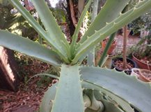 ★植物にも「体感温度」が?★ ★植物にも「体感温度」が?★