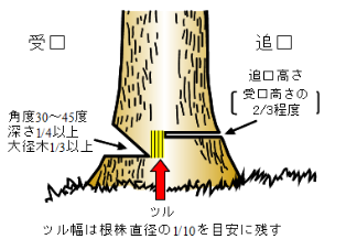 ★クスノキの伐木★ ★クスノキの伐木★