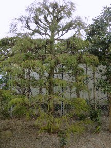 ★造園屋さんの応援①★