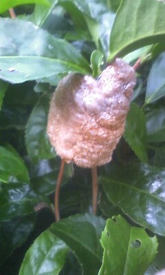 カマキリの卵!?