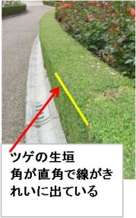 ツツジ、サツキの刈り込み