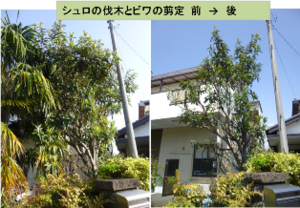 ★シュロの伐木とビワの剪定★