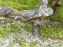 京都の庭①仁和寺庭園1