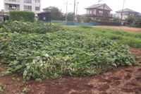 さつま芋