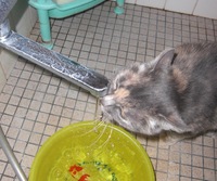 水道の蛇口から直接水を飲む我が家の猫猫