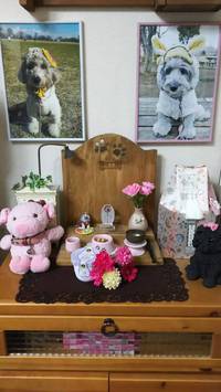 こももちゃん　♪　三回忌
