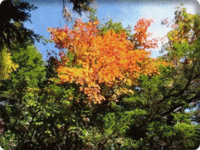 ✿燕岳の紅葉観賞✿ 2015/09/30 15:23:54
