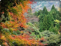 ★晩秋の足慣らし★天城紅葉探索ハイキング 2014/11/29 19:40:44
