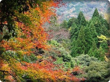 ★晩秋の足慣らし★天城紅葉探索ハイキング