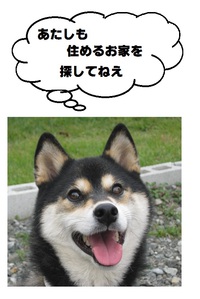 借家探し