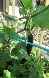 夏野菜成長記（6月中旬）