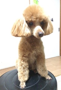 2015年12月10日