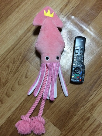 大王イカ