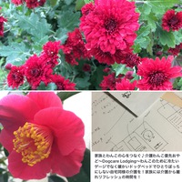 2015年11月29日