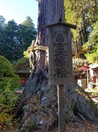 富士夫婦檜 2019/11/20 22:15:46