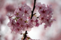久し振りの散歩は川向こうの桜へ！