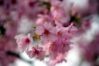 久し振りの散歩は川向こうの桜へ！