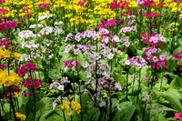 次は花鳥園の：九輪草が見頃かも！