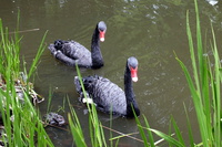 次は花鳥園の：九輪草が見頃かも！