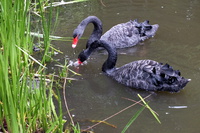 次は花鳥園の：九輪草が見頃かも！